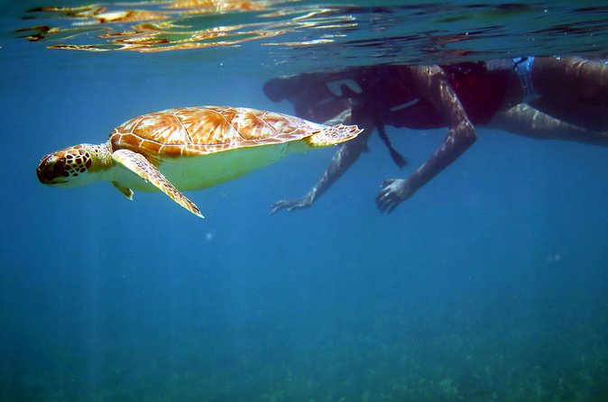 St Thomas Sea Turtle Snorkel Kayak Adventure Tour - Photos, tips, and the details that can change the price