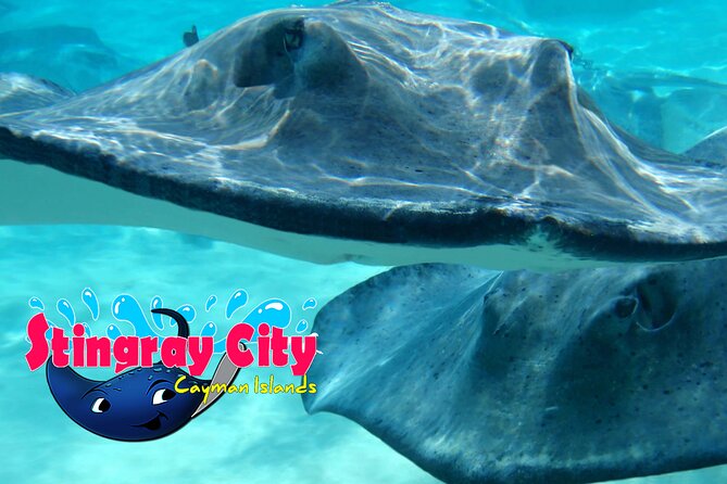 Stingray City and Starfish Experience with Coral Reef Snorkeling - Who should book this Grand Cayman excursion