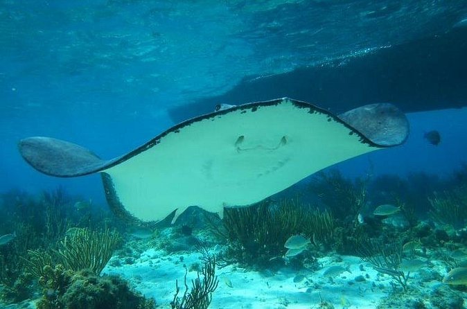 Stingray City Experience Plus One Snorkeling Stop - Pickup, port timing, and the details that matter