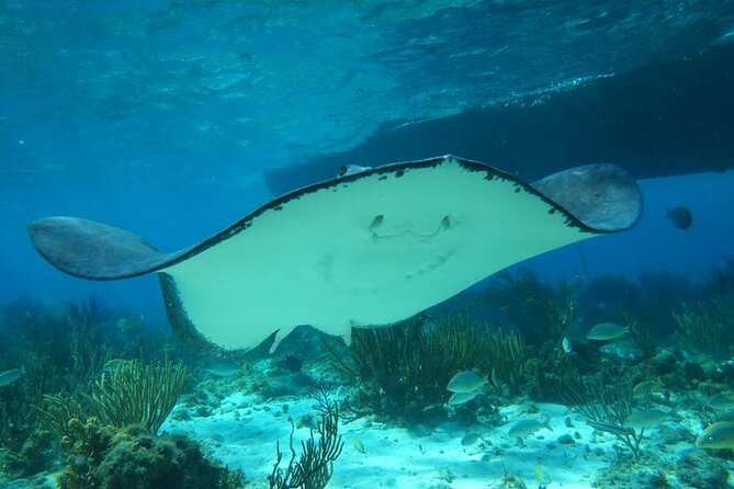 Stingray City Experience Plus One Snorkeling Stop - Weather, sea conditions, and cancellation risk