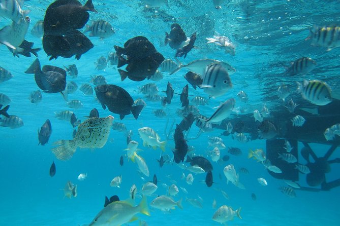 Stingray City Experience Plus One Snorkeling Stop - A 2-hour-45-minute outing that stays focused