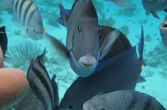 Stingray City Experience Plus Two Snorkeling Stops on Grand Cayman - Who will enjoy this tour most