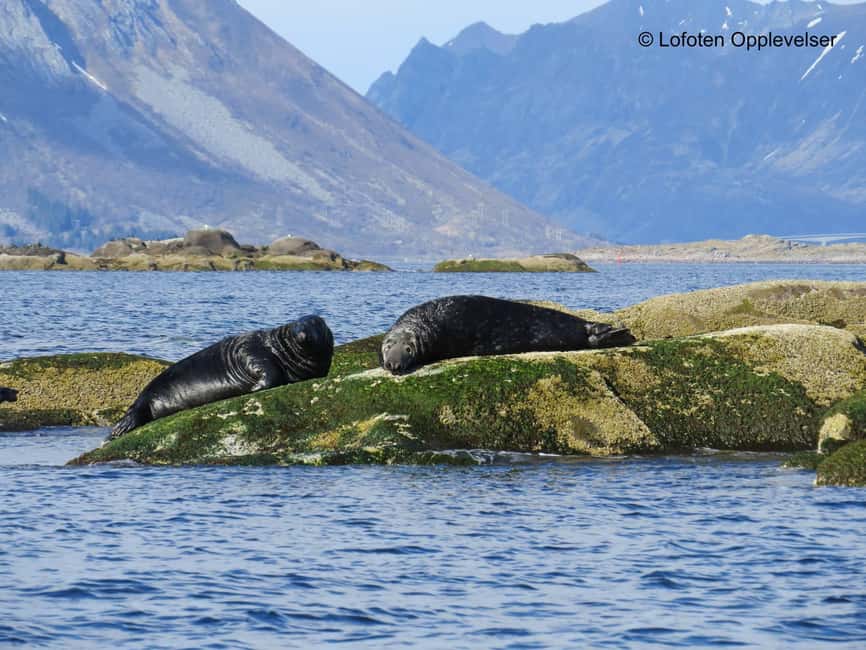 Summer Snorkeling with Grey Seals - Why Arctic seal snorkeling is worth considering