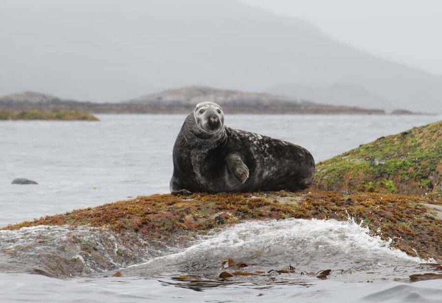 Summer Snorkeling with Grey Seals - Starting at Dreyers gate 15 in Henningsvær