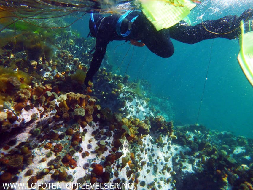 Summer Snorkeling with Grey Seals - Price and what your $209 buys