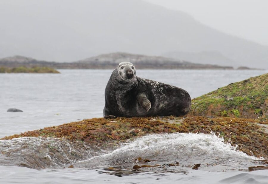 Summer Snorkeling with Grey Seals - Practical preparation before you arrive