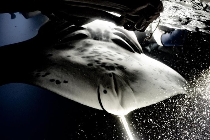Sunset and Manta Ray Snorkel Adventure - Why this Kona sunset and manta snorkel is special