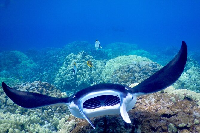 Sunset and Manta Ray Snorkel Adventure - What the crew does well