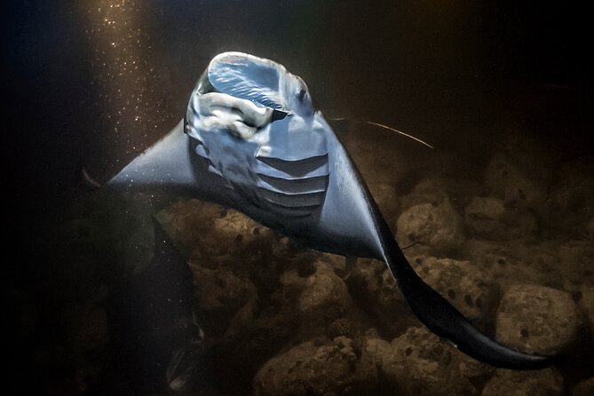 Sunset Cruise & Manta Night Snorkeling Charter - What the night snorkeling is like