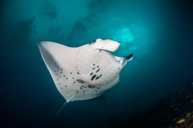 Sunset Cruise & Manta Night Snorkeling Charter - Snacks help, but this is not dinner