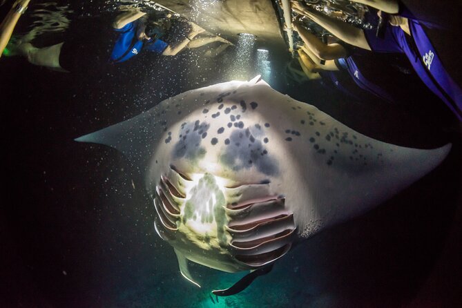 Sunset Cruise & Manta Night Snorkeling Charter - The $990 price and who gets good value