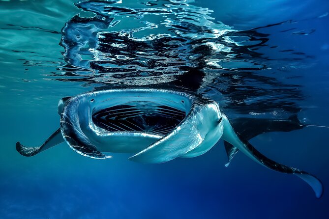 Sunset Cruise & Manta Night Snorkeling Charter - Comfort, access, and practical details