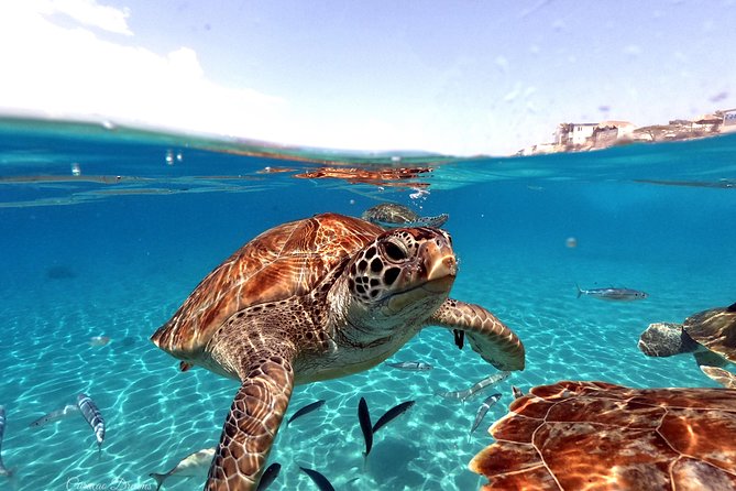 Swim and Snorkel with Sea Turtles - The turtle swim begins on Curaçao’s shore