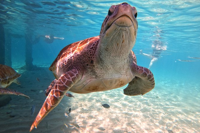 Swim and Snorkel with Sea Turtles - What the $99 price really covers