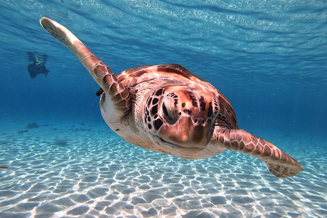 Swim and Snorkel with Sea Turtles - Stop two: a short flamingo visit