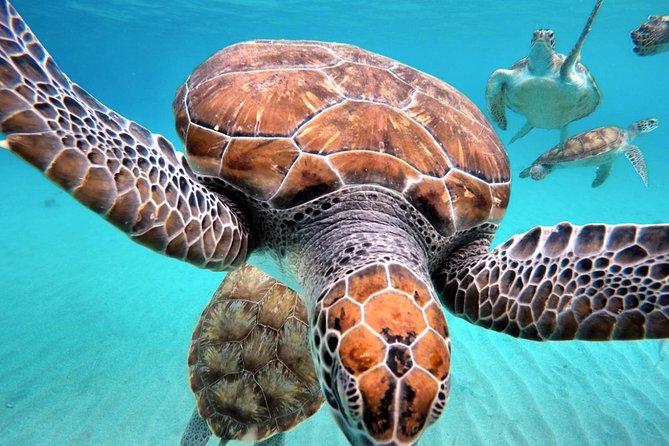Swim and Snorkel with Sea Turtles - One hour in the water with turtles and fish
