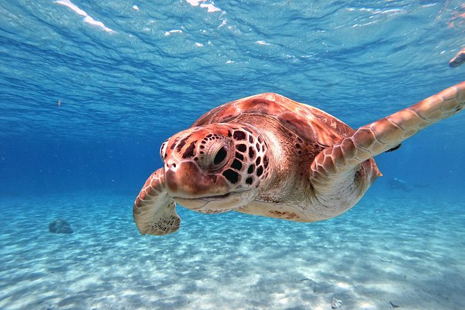 Swim and Snorkel with Sea Turtles - Who will get the most from this excursion