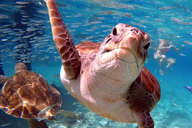 Swim and Snorkel with Sea Turtles - Practical details that affect your day