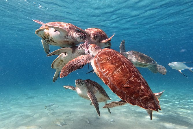 Swim and Snorkel with Sea Turtles - Should you book the Curaçao turtle tour?