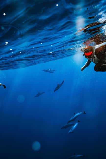 Swim with Wild Dolphins Oahu Speedboat Snorkeling Adventure! - Small details that make the morning easier