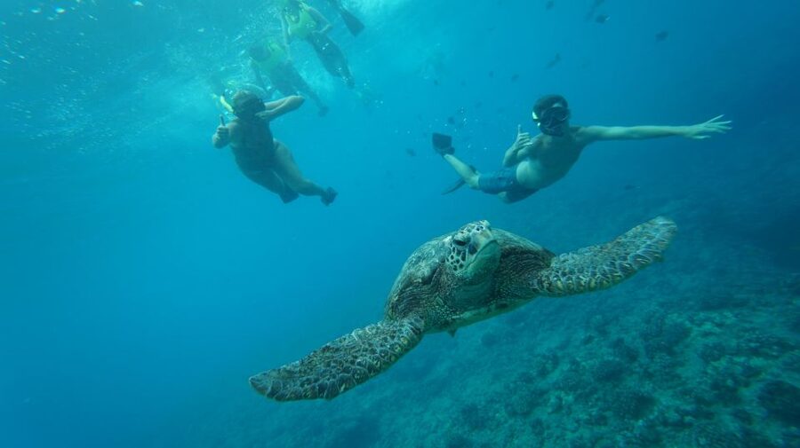 Swim with Wild Dolphins Oahu Speedboat Snorkeling Adventure! - Why the wild dolphin encounter is worth the gamble