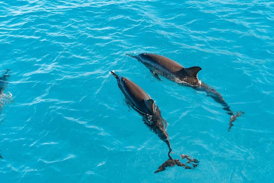 Swim with Wild Dolphins Oahu Speedboat Snorkeling Adventure! - Lunch before the Makaha snorkeling stop