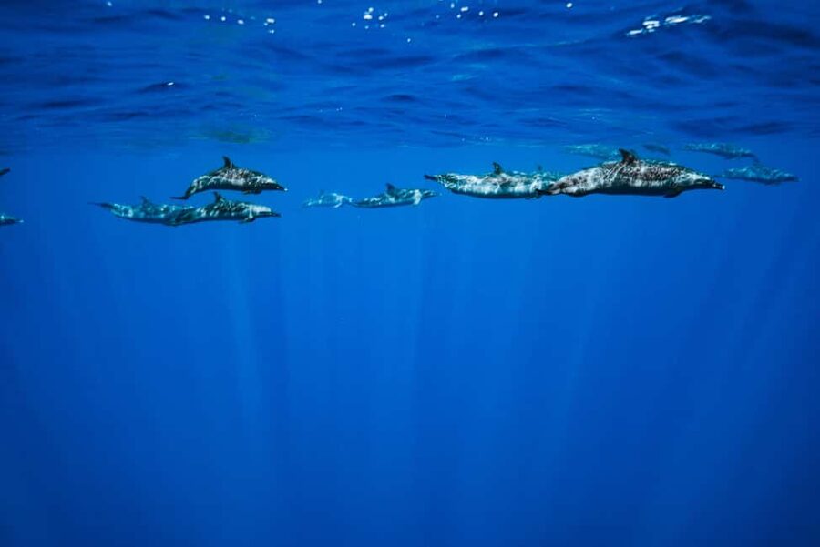 Swim with Wild Dolphins Oahu Speedboat Snorkeling Adventure! - Snorkeling with turtles and reef fish at Makaha
