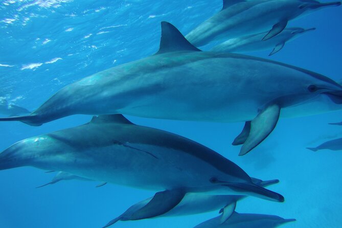 Swimming with Dolphin VIP Snorkeling Sea Trip With Lunch and Transfer - Hurghada - Dolphin House is the headline, not a promise