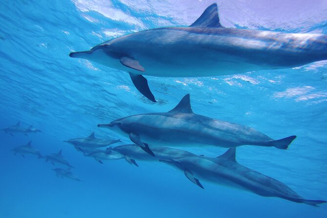 Swimming with Dolphin VIP Snorkeling Sea Trip With Lunch and Transfer - Hurghada - Water sports and optional beach stops
