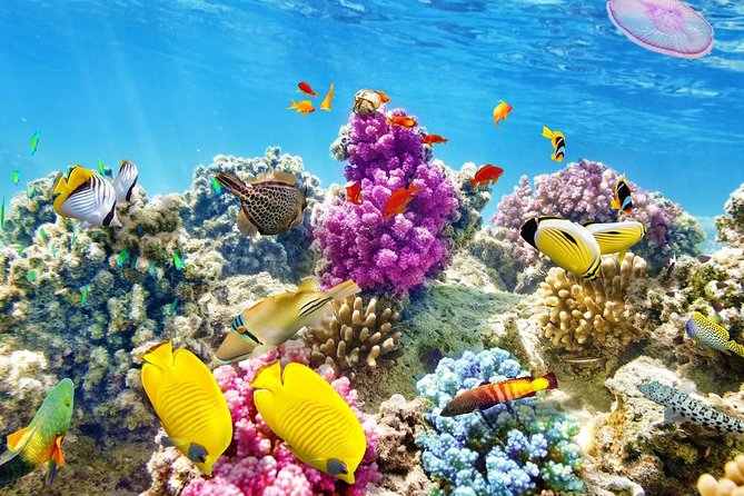 Swimming with Dolphin VIP Snorkeling Sea Trip With Lunch and Transfer - Hurghada - What the guides add for beginners