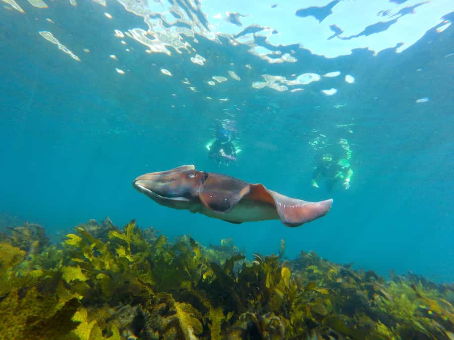 Sydney: Manly and Shelly Beach Snorkeling Tour - Key points at a glance