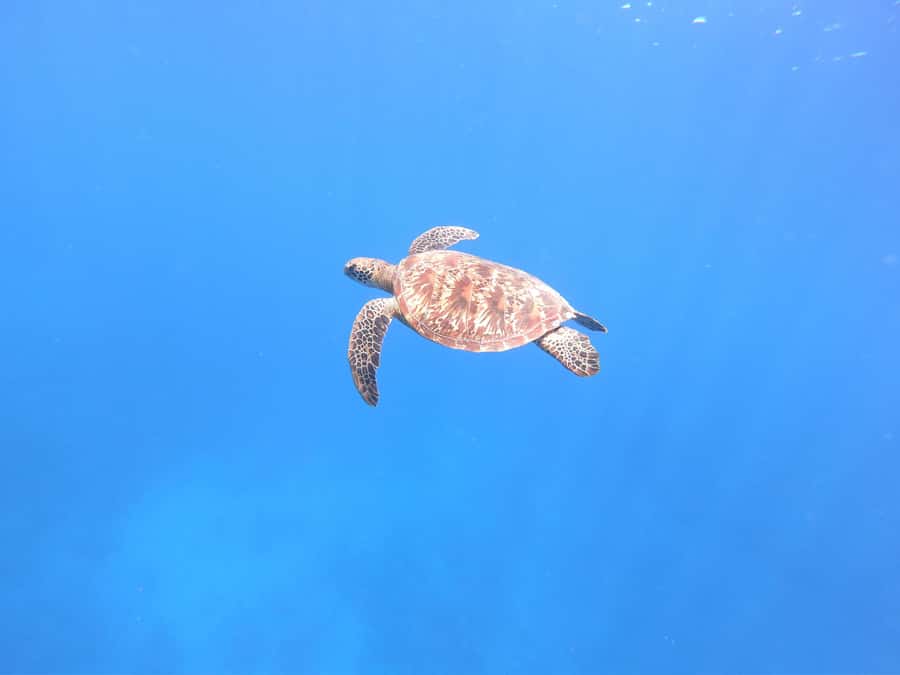 Tahiti island: 4 hours Snorkeling Tour - A Four-Hour Look at Tahiti’s Lagoon