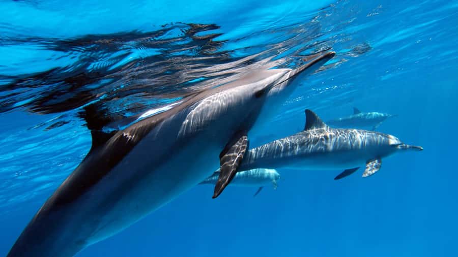 Tahiti island: 4 hours Snorkeling Tour - The Aquarium Site and Its Underwater Wrecks