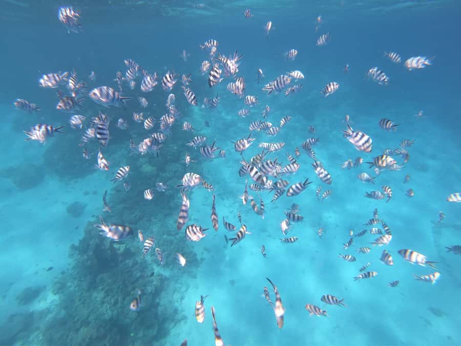 Tahiti island: 4 hours Snorkeling Tour - Freshwater Springs, Coral, and Sea Turtles