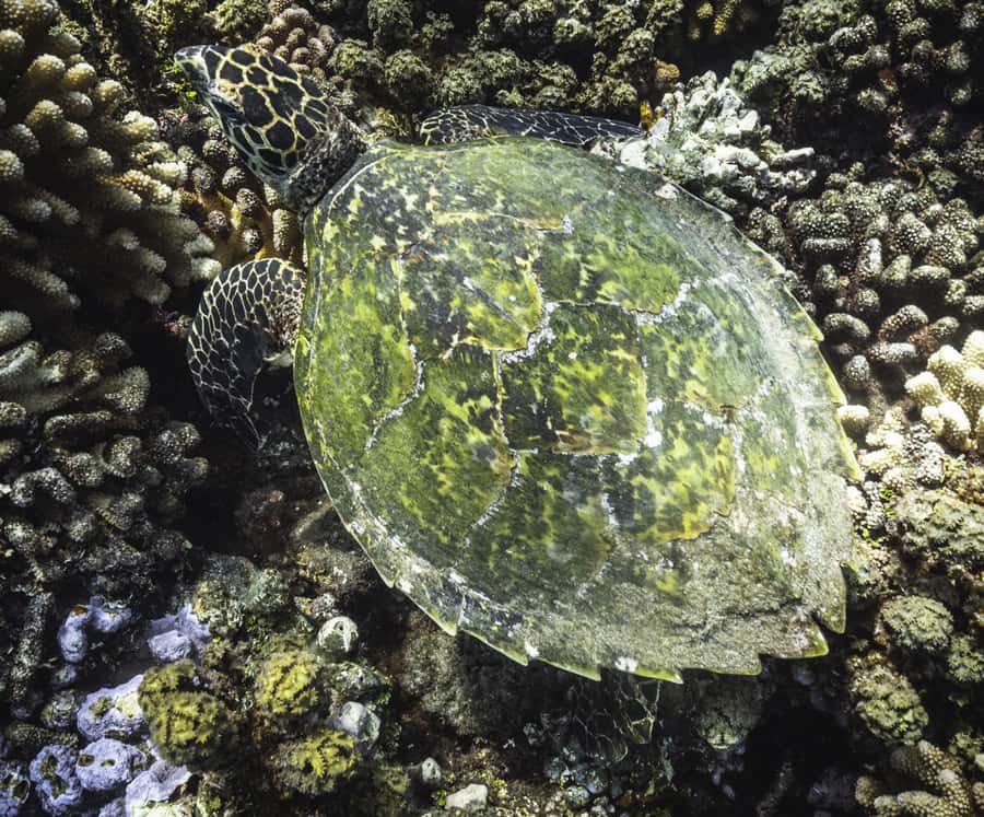 Tahiti island: 4 hours Snorkeling Tour - What to Bring and What to Confirm