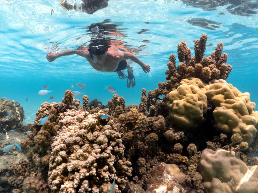 Tahiti island: 5 hours Snorkeling Picnic - Key points to know before booking