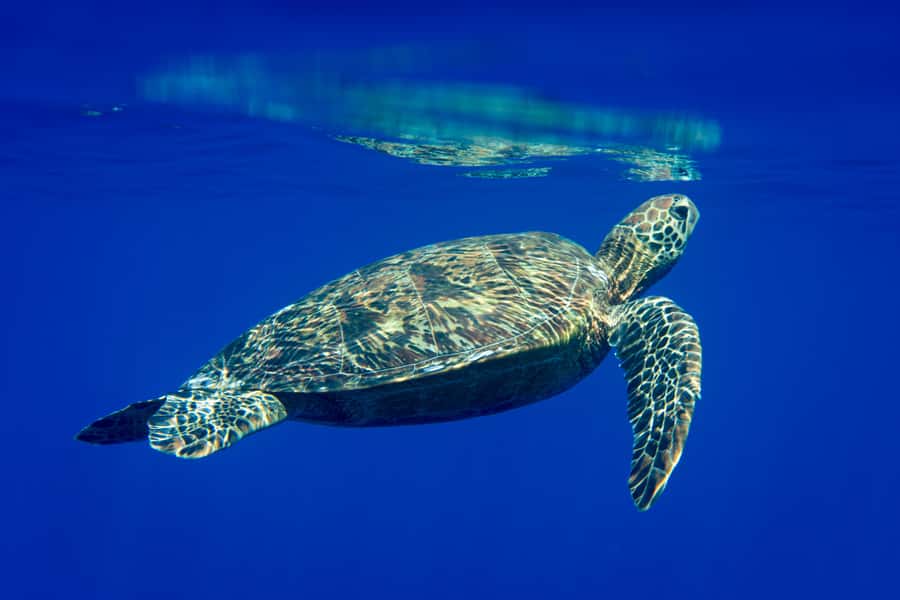 Tahiti island: 5 hours Snorkeling Picnic - What the guide adds to the day