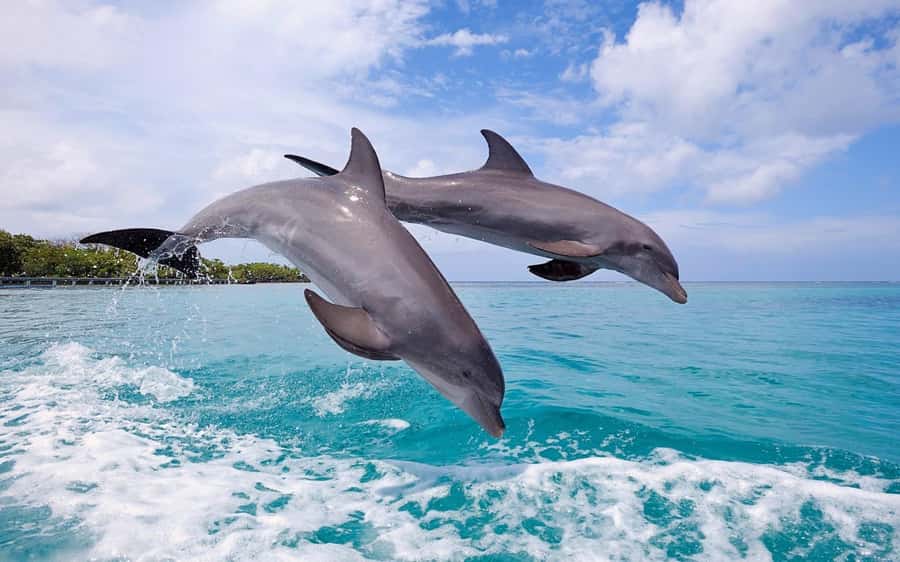 Tamarin: Dolphin Snorkel, CrystalRock, ile o Benitiers Lunch - Ile aux Benitiers and a beach BBQ