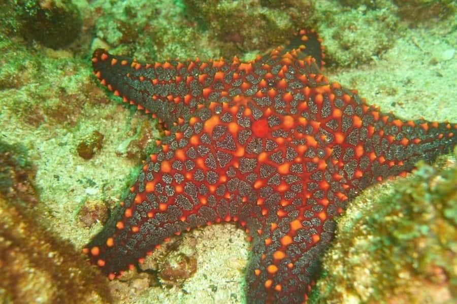 Tamarindo: Guided Snorkeling Tour with Marine Life Spotting - Key points to know before booking