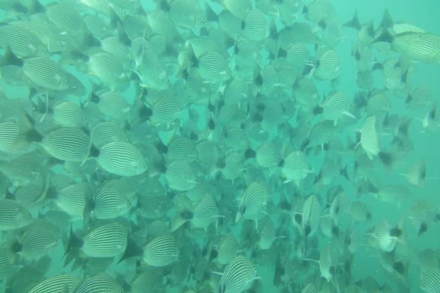 Tamarindo: Guided Snorkeling Tour with Marine Life Spotting - Who should book this snorkeling tour?