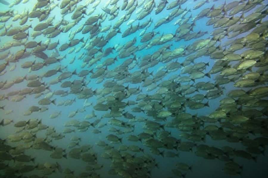 Tamarindo: Guided Snorkeling Tour with Marine Life Spotting - What this Catalina Islands trip is really like