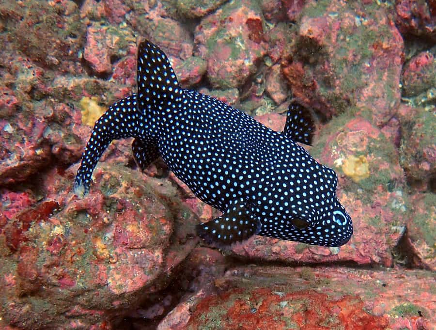 Tamarindo: Guided Snorkeling Tour with Marine Life Spotting - A 40-minute fruit break on the boat