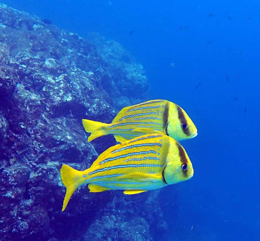 Tamarindo: Guided Snorkeling Tour with Marine Life Spotting - Second 50-minute snorkeling session