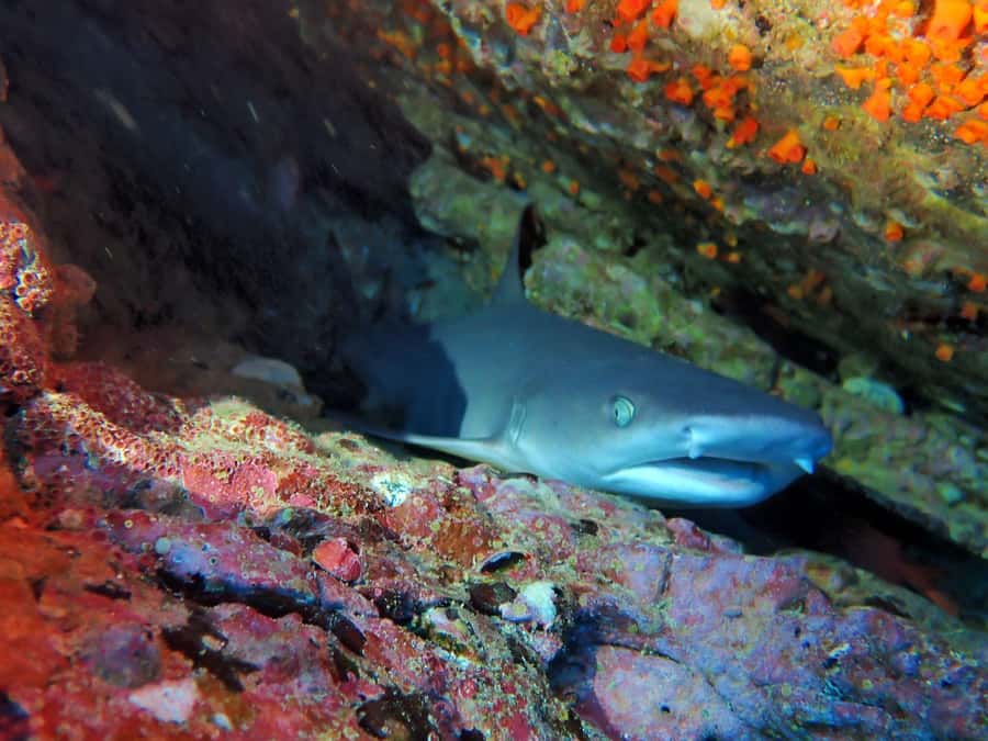 Tamarindo: Guided Snorkeling Tour with Marine Life Spotting - Returning to Tamarindo before the afternoon