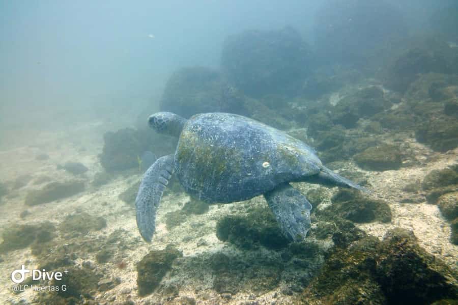 Tamarindo: Guided Snorkeling Tour with Marine Life Spotting - The guide support and language question