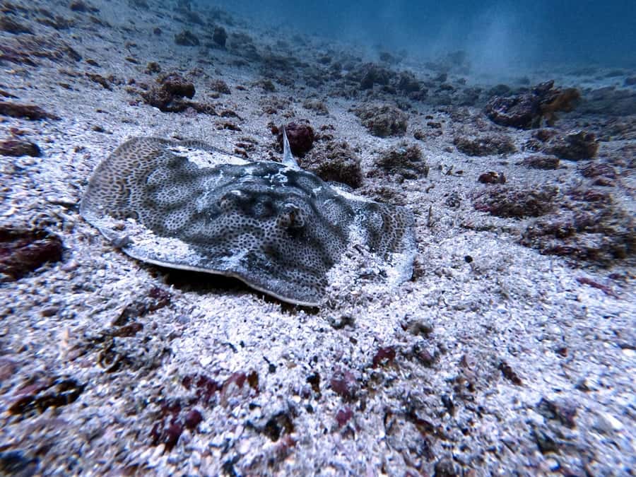 Tamarindo: Guided Snorkeling Tour with Marine Life Spotting - Is $95 a fair price?