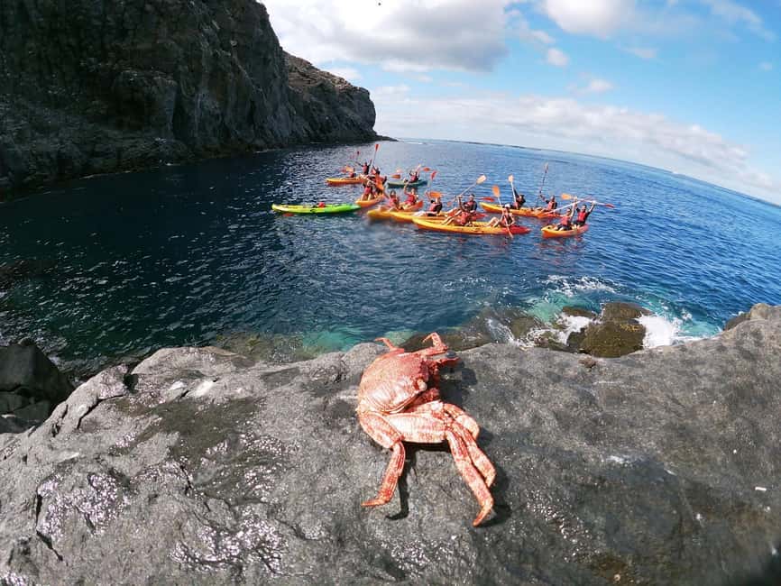 Tenerife: Eco Kayak & Snorkeling - The viewpoint and final stop