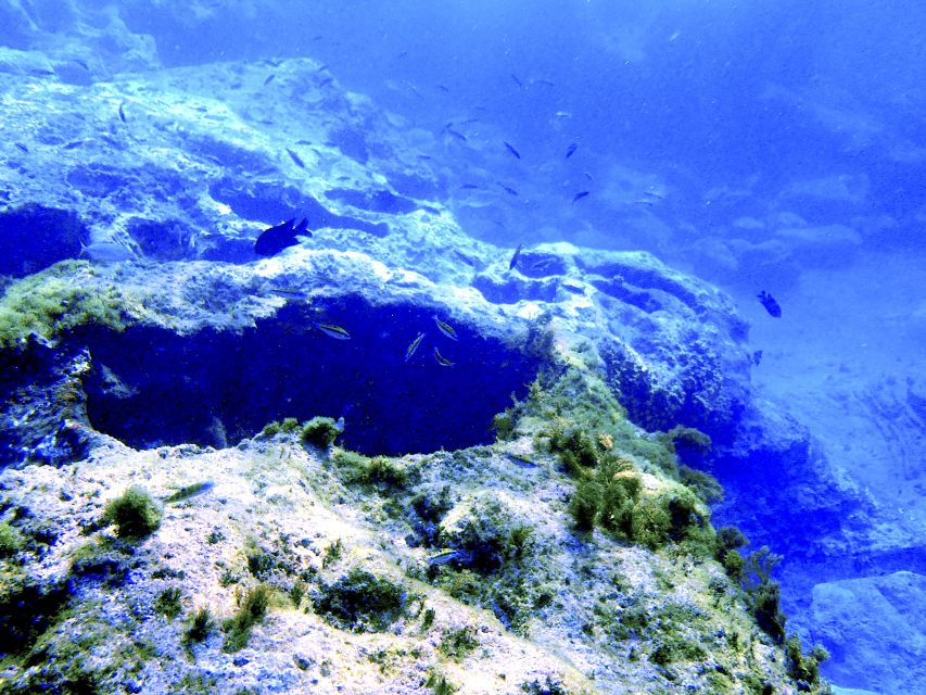 Tenerife Exclusive Snorkeling Trip with Marine Biologist - Five things worth knowing before you book