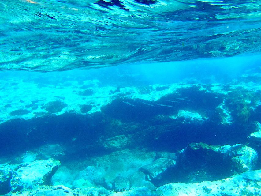 Tenerife Exclusive Snorkeling Trip with Marine Biologist - Meeting at GooDiving in Golf del Sur