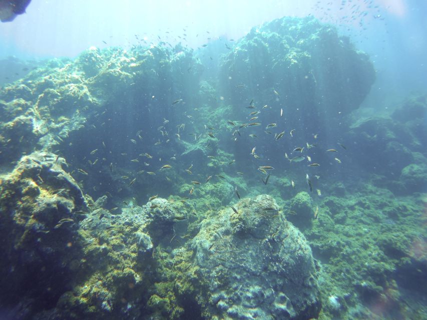 Tenerife Exclusive Snorkeling Trip with Marine Biologist - How the three-hour outing unfolds